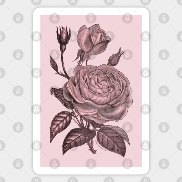 Pink Rose Flower Vintage Illustration Magnet by Biophilia